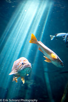 20210818 Oregon Aquarium
