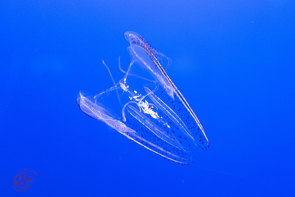ESPS2906
